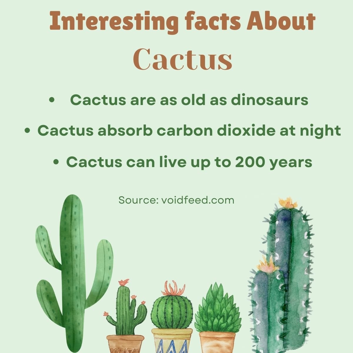 Interesting Facts About Cactus